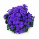 بذر گل ابری آبی ( 1 گرمی )
