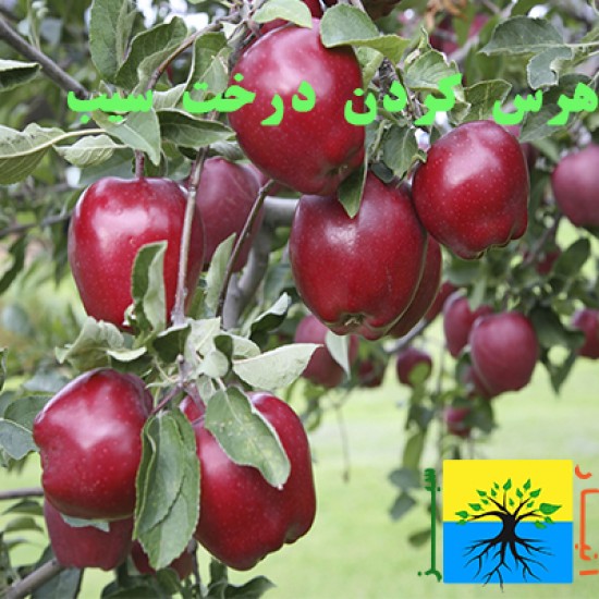 آموزش هرس کردن درخت سیب - فایل پی دی اف