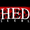 هد-hed seeds