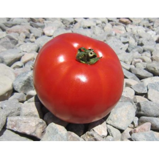 بذر گوجه فرنگی سوپر اوربانا عنبری قوطی 100 گرمی