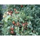 بذر گوجه فرنگی سوپر استار عنبری قوطی 500 گرمی