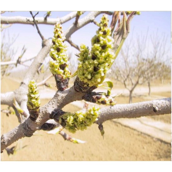 محلول غذایی زمستانه و مکمل نیاز سرمایی کیمیا مخصوص درختان پسته