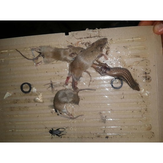 تله موش چسبی ( کتابی تاشو ) -rodent clue board {حاوی 2 عدد) - ساخت کره
