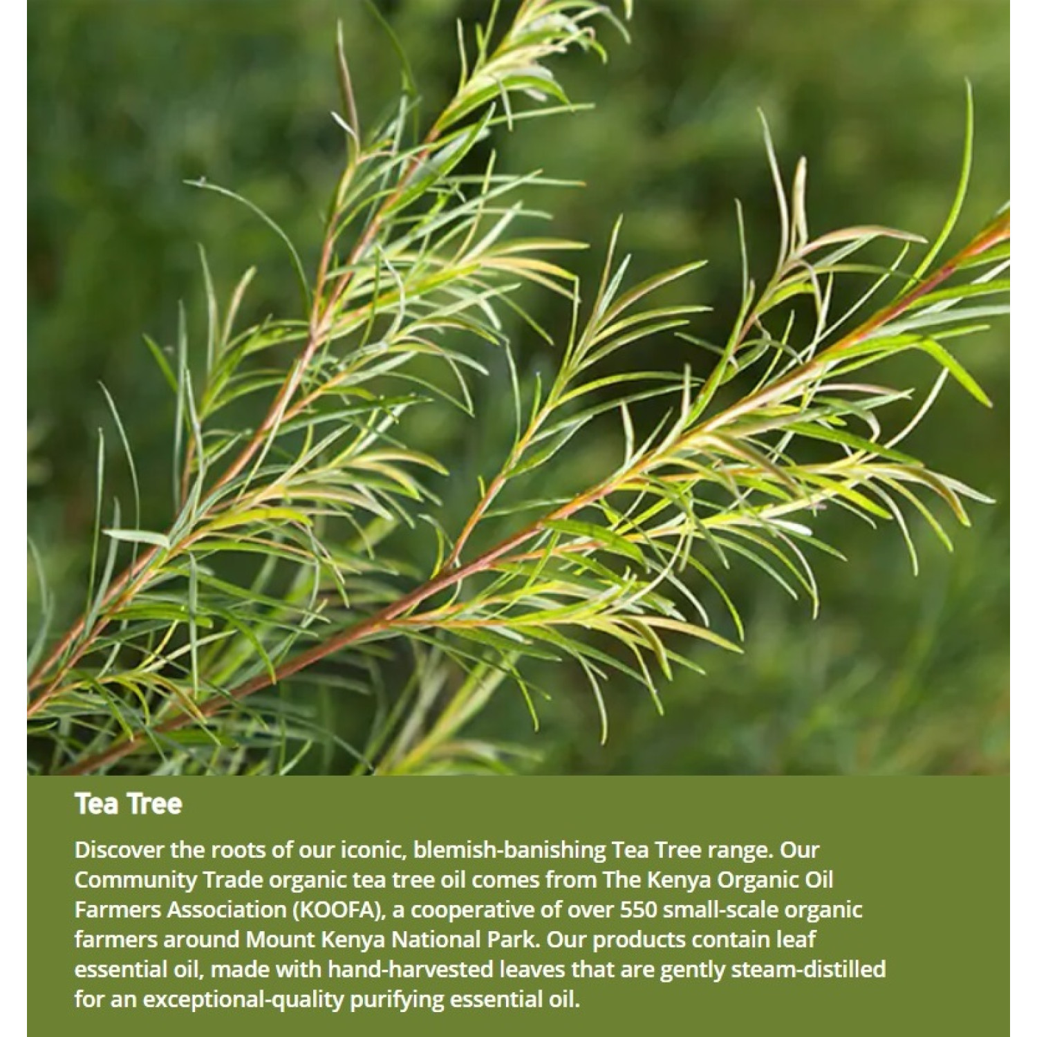 اسکراب ضدجوش درخت چای بادی شاپ The Body Shop Tea Tree حجم 100 میلی لیتر