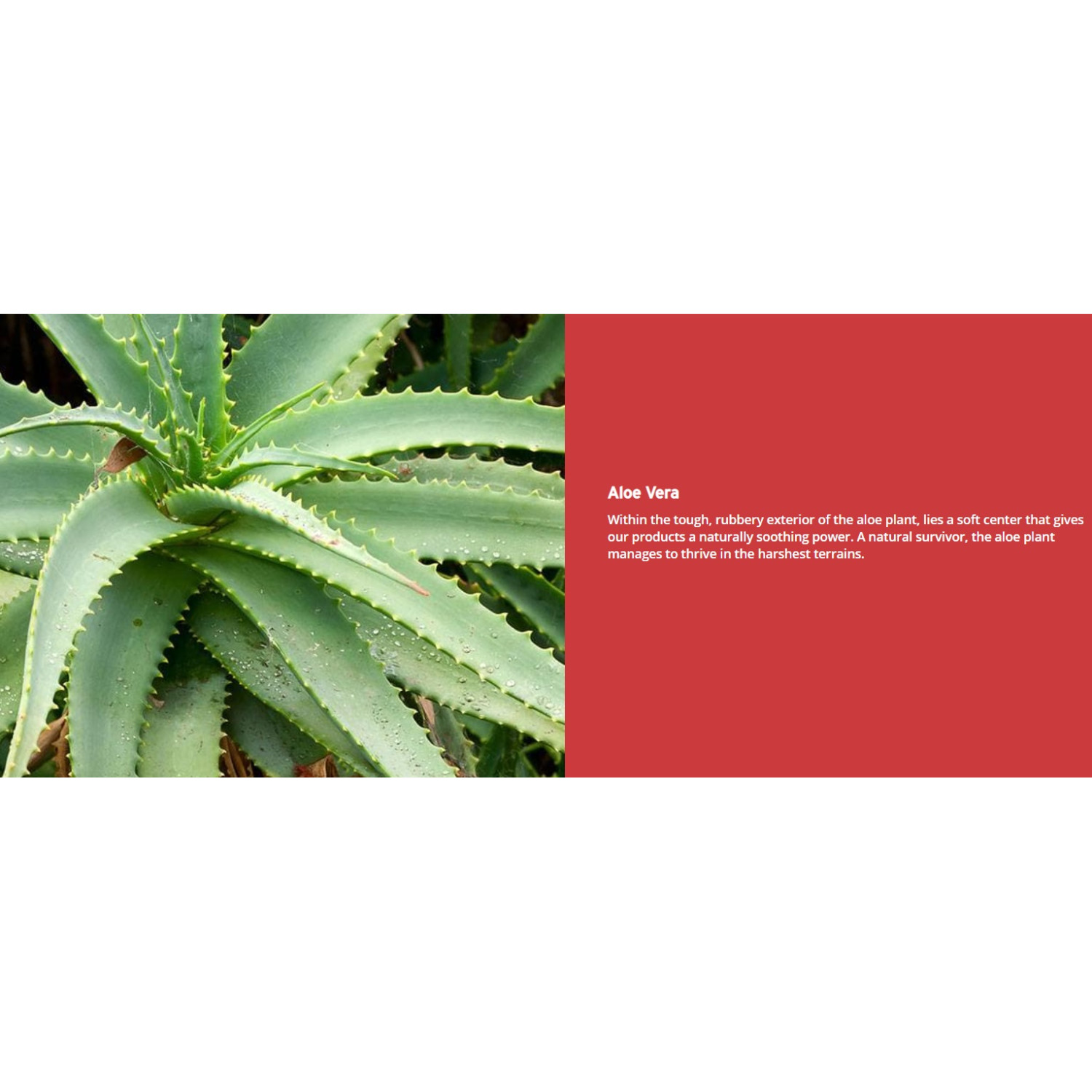 تونر تسکین دهنده آلوئه ورا بادی شاپ The Body Shop Aloe Toner حجم 250 میلی لیتر تونر تسکین دهنده آلوئه ورا بادی شاپ The Body Shop Aloe Toner حجم 250 میلی لیتر