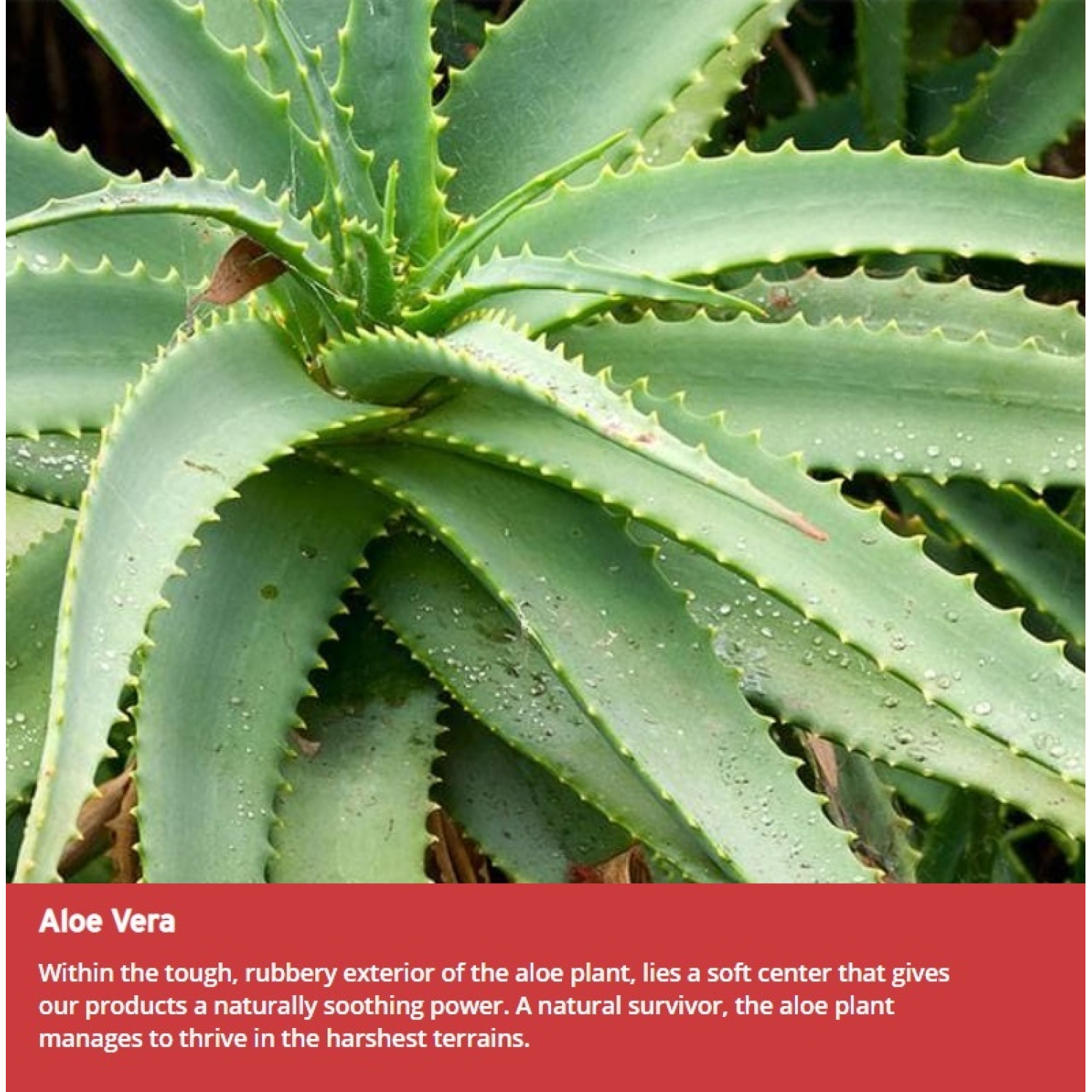 فوم پاک کننده صورت آلوئه ورای بادی شاپ The Body Shop Aloe حجم 150 میلی لیتر فوم پاک کننده صورت آلوئه ورای بادی شاپ The Body Shop Aloe حجم 150 میلی لیتر