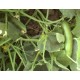 بذر خیار سوپر عنبری - بسته بندی 100 گرمی